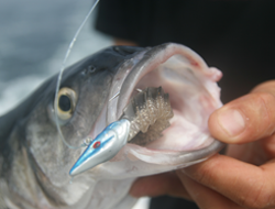 Pesca Embarcada: Ao corrico de Barco