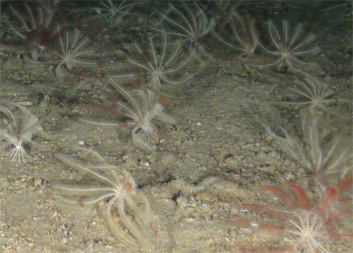 crinoides1 crinoides1
