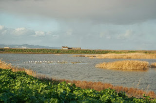 tejo hp tejo hp