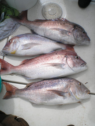 Novo regime excecional e temporário de compensação para profissionais da pesca