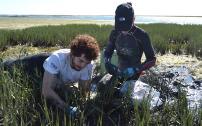 Cientistas usam saquetas de chá para estudar o armazenamento de carbono em sapais e pradarias marinhas