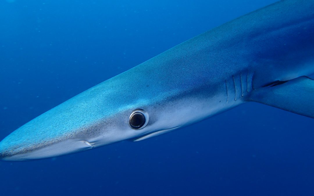 Estudo sobre o tubarão-azul sublinha a importância da proteção e da preservação dos canhões submarinos