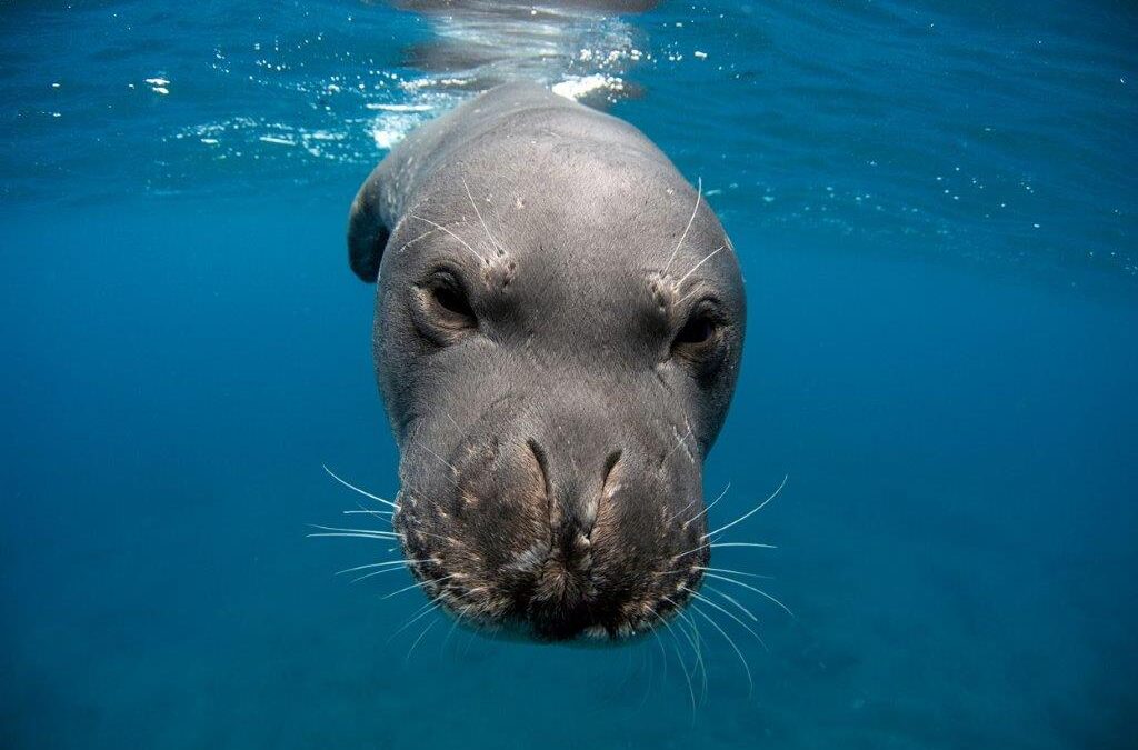 Exposição de fotografia subaquática revela a biodiversidade do ecossistema marinho e apela à sua conservação