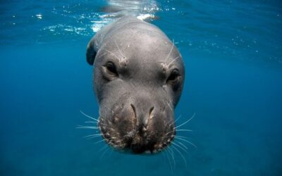 Exposição de fotografia subaquática revela a biodiversidade do ecossistema marinho e apela à sua conservação