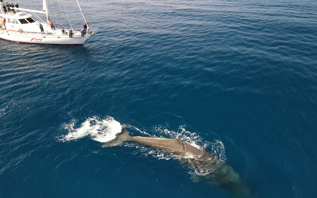 Baleias e golfinhos Mediterrâneo: FPT Industrial apoio Instituto de Pesquisa TETHYS