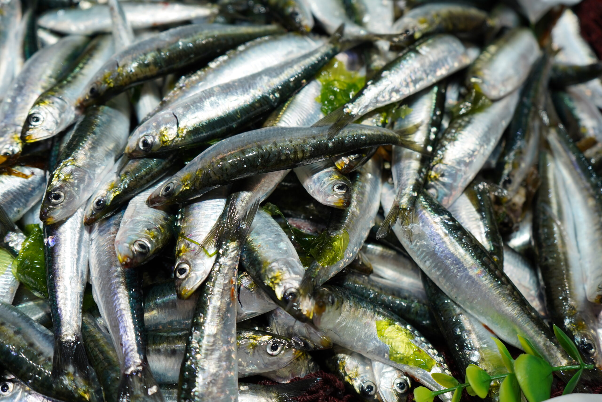 Sardinha ibérica da Costa Atlântica recupera Selo Azul do Marine Stewardship Council