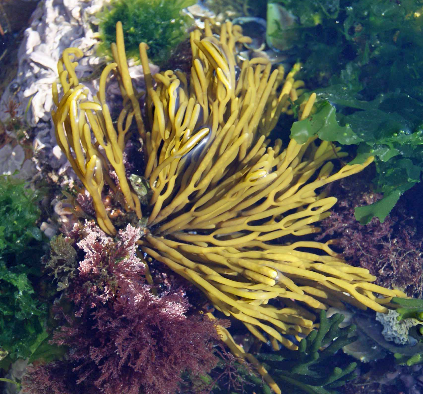 Bifurcaria bifurcata-2
