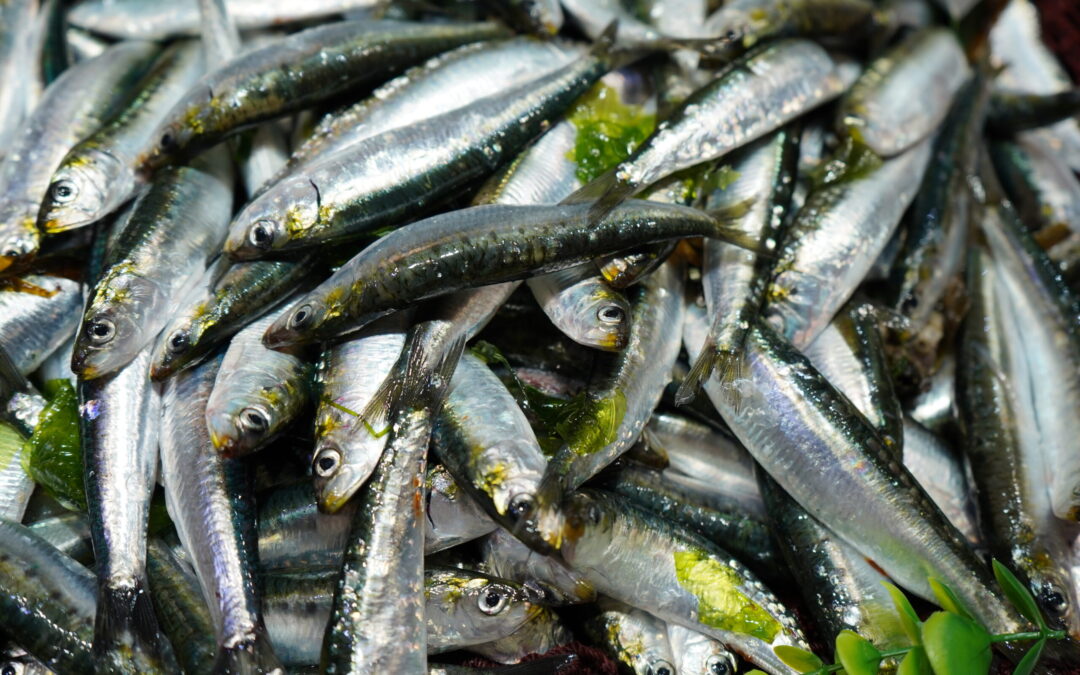 Documentário assinala arranque da safra da sardinha em Portugal