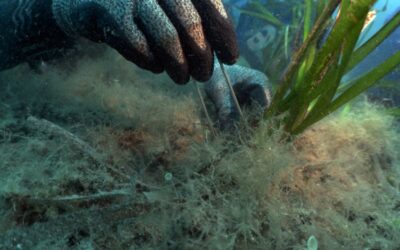 FPT renova apoio ao projeto Blue Forest para restaurar pradarias marinhas no Mediterrâneo
