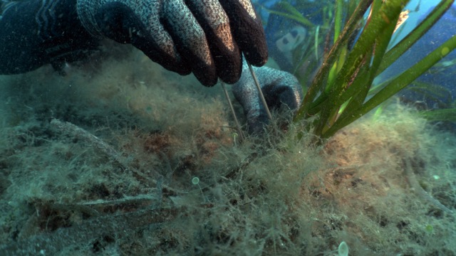 FPT renova apoio ao projeto Blue Forest para restaurar pradarias marinhas no Mediterrâneo