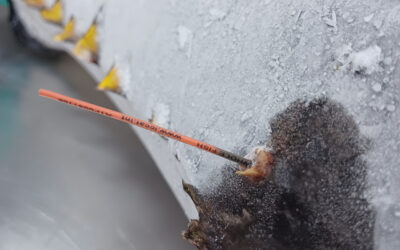 Atum marcado há quase dez anos ajuda a melhorar gestão da pesca sustentável