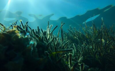 Estudo com participação do CCMAR mapeia carbono armazenado no fundo do mar