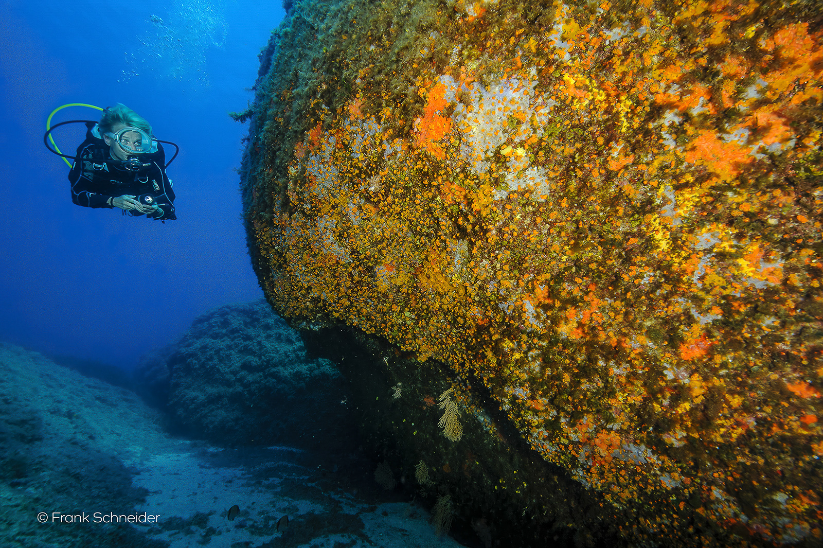 Kroatien_Parazoanthus_axinellae_D3N_1254_WEB